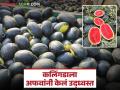 अफवांच्या वणव्यात केवळ कलिंगडच नव्हे तर शेतकऱ्यांच्या आशाही भस्मसात; काय आहे वस्तुस्थिती? - Marathi News | Not only watermelons but also the hopes of farmers are being destroyed in the fire of rumors; what is the reality? | Latest agriculture News at Lokmat.com