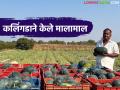 शेतकरी ते ग्राहक कलिंगडाच्या थेट विक्रीतून ८० दिवसात दोन लाखांची कमाई; शेतकरी बोराटे बंधूंची किमया - Marathi News | Farmer Borate brothers earn Rs 2 lakh in 80 days from direct sale of watermelons to consumers; read in detail | Latest agriculture News at Lokmat.com