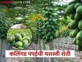 Success Story : पदवीधर युवा शेतकऱ्याची कमाल, कलिंगड, पपई शेतीसह मत्स्यशेतीचा यशस्वी प्रयोग  - Marathi News | Latest News Successful experiment of fish farming with papaya farming by graduate farmer of jalgaon | Latest agriculture News at Lokmat.com