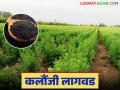 kalaunjee cultivation : वाशिममध्ये झाली कलौंजीची लागवड - Marathi News | Kalaunjee cultivation: Kalaunjee cultivation done in Washim | Latest agriculture News at Lokmat.com