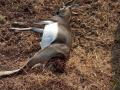 सोनोरी शिवारात काळविट मृतावस्थेत आढळले - Marathi News | Deer was found dead in Sonori area | Latest akola News at Lokmat.com