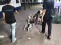 रेल्वे स्थानकात ३० कुत्र्यांची अनोखी लसीकरण मोहीम - Marathi News | unique vaccination campaign of 30 dogs at a railway station | Latest kalyan-dombivli News at Lokmat.com