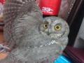 डाेंबिवलीत झाले दिवा भीत नावाच्या दुर्मिळ घुबडाचे दर्शन - Marathi News | A rare owl named Diva Bhit was seen in Dembivli | Latest kalyan-dombivli News at Lokmat.com