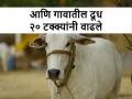 Dairy Farming: कामधेनूच्या योजनेच्या गावात दुधात झाली २० टक्के वाढ - Marathi News | Dairy Farming: 20 percent increase in milk production under Kamdhenu Dattak Gram yojana scheme villages | Latest agriculture News at Lokmat.com