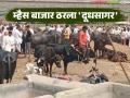 Kamtha Khurd Buffalo Market : कामठा खुर्दचा म्हैस बाजार ठरला 'दूधसागर'; महिन्याला ६० कोटींची उलाढाल वाचा सविस्तर - Marathi News | latest news Kamtha Khurd Buffalo Market: Kamtha Khurd's buffalo market has become a 'sea of milk'; Monthly turnover of Rs 60 crores Read in detail | Latest agriculture News at Lokmat.com