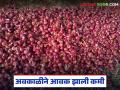 कांदा भिजल्यानं बाजारात आवक निम्म्यानं कमी; वाचा कमाल दरात झालीय का सुधारणा? - Marathi News | | Latest agriculture News at Lokmat.com