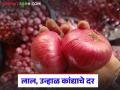 Kanda Market : कांद्याचे दर तळाला, वाचा 28 नोव्हेंबर रोजी जिल्हानिहाय काय दर मिळाले?  - Marathi News | Latest News Kanda Market see district-wise Onion market prices on November 28 | Latest agriculture News at Lokmat.com