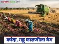 Crop Harvesting : उन्हाची वाढती तीव्रता, गारपिटीचा परिणाम; नाशिक जिल्ह्यात कांदा, गहू काढणीला वेग - Marathi News | Increasing intensity of heat, impact of hail; Onion, wheat harvesting accelerates in Nashik district | Latest agriculture News at Lokmat.com