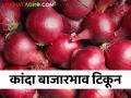Kanda Bajarbhav : नाशिक जिल्ह्यात कांदा बाजारभाव टिकून, मागील सात दिवसांचा दर कसा राहिला?  - Marathi News | Latest news Onion market price in Nashik district, kanda market rate of last seven days?  | Latest agriculture News at Lokmat.com