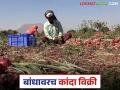 Kanda Market :नाशिकचे कांदा उत्पादक शेतकरी बांधावरच कांदा विक्री का करत आहेत? - Marathi News | Latest News Kanda Market Update Onion sale in field as alternative to labor, transportation costs | Latest agriculture News at Lokmat.com