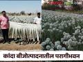 Kanda Farming : कांदा फुलात परागीभवनासाठी मधमाशाचं नाही, 'हे' करून पहा, वाचा सविस्तर  - Marathi News | Latest News Kanda farming Bees are not needed for pollination of onion flowers, try this trick | Latest agriculture News at Lokmat.com