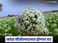 कांदा बीजोत्पादन फुलोऱ्यावर मधमाशांचा दुष्काळ; बीजोत्पादन वाढण्यासाठी कसे कराल व्यवस्थापन? - Marathi News | Bee drought on onion seed production; How to manage to increase seed production? | Latest agriculture News at Lokmat.com