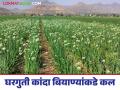 Kanda Lagvad : शेतकरी घरगुती कांदा बियाणे लागवडीकडे का वळत आहेत? वाचा सविस्तर  - Marathi News | Latest News Kanda Lagvad Why are farmers turning to home-grown cultivation onion seeds Read in detail | Latest agriculture News at Lokmat.com