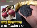 चांगल्या पावसामुळे कांदा लागवडीकडे शेतकऱ्यांचा कल; कांदा बियाण्याला कसा मिळतोय दर? - Marathi News | Farmers are inclined towards onion cultivation due to good rains; How are onion seeds getting the best price? | Latest agriculture News at Lokmat.com