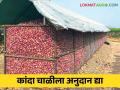 Kanda Mahabank : खर्चीक कांदा महाबँकेपेक्षा कांदा चाळीलाच अनुदान द्या - Marathi News | Kanda Mahabank : Give subsidy to onion chwal instead of expensive Kanda Mahabank | Latest agriculture News at Lokmat.com