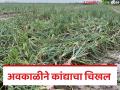 Rain Crop Damage : नाशिक जिल्ह्यातील शेतकऱ्यांना अवकाळीचा फटका, सर्वाधिक 195 हेक्टरवरील कांद्याचा चिखल  - Marathi News | Farmers in Nashik district hit by unseasonal rains, maximum onion damage on 195 hectares | Latest agriculture News at Lokmat.com