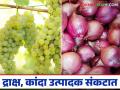 Grape, Kanda Management : ढगाळ वातावरणात द्राक्ष, कांदा पिकाची कशी काळजी घ्याल? वाचा सविस्तर  - Marathi News | Latest News Grape, Kanda Management How to take care of grape, onion crop in cloudy weather Read in detail  | Latest agriculture News at Lokmat.com