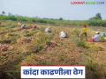 कांद्यावर अवकाळीची नजर; एकरी कांदा काढणीसाठी किती रुपये मागतायत मजूर? - Marathi News | Unseasonal rain affect on onion crop; How much are laborers asking for per acre of onion harvesting? | Latest agriculture News at Lokmat.com