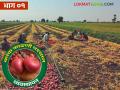 Kanda Kadhani : कांदा काढणी करताना आणि सुकवताना काय काळजी घ्यावी? वाचा सविस्तर  - Marathi News | Latest News kanda Kadhani What precautions should be taken while harvesting and drying onions Read in detail | Latest agriculture News at Lokmat.com