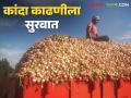 तब्बल ३९५३ हेक्टरवर कांद्याची लागवड केलेल्या या तालुक्यातील कांदा काढणीला सुरवात - Marathi News | Onion harvesting has started in this taluka where onion has been planted on 3953 hectares | Latest agriculture News at Lokmat.com