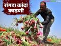 रांगडा कांदा काढणी : कांदे गोळा केल्यानंतर किती दिवस सावलीत ठेवावे, त्याने काय होतं?  - Marathi News | Latest news Harvesting onions How many days should onions be kept in the shade after harvesting | Latest agriculture News at Lokmat.com