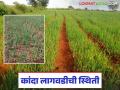 Kanda Lagvad : यंदा देशात कांद्याची लागवड किती? खरंच उत्पादन वाढणार का? जाणून घ्या सविस्तर  - Marathi News | Latest News kanda lagvad how much onion cultivation in india so far and production prediction see details | Latest agriculture News at Lokmat.com