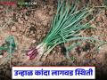 Kanda Lagvad : नाशिक जिल्ह्यात कांदा रोपांची मागणी वाढली, जानेवारीच्या अखेरीस लागवड किती झाली?  - Marathi News | Latest News Kanda Lagvad Demand for onion seedlings increased in Nashik district | Latest agriculture News at Lokmat.com