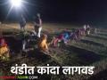 Kanda Lagvad : लोडशेडिंगचा फटका, कसमादे पट्ट्यात रात्रीच्या वेळी कांदा लागवड, वाचा सविस्तर  - Marathi News | Latest News Kanda Lagvad Load shedding effects onion cultivation at night in Kasmade belt, read in detail | Latest agriculture News at Lokmat.com