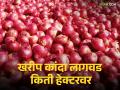 Onion cultivation : राज्यात 70 हजार हेक्टरवर खरीप कांदा लागवड, कोणता जिल्हा आघाडीवर? - Marathi News | Latest News Onion cultivation is recorded on 70 thousand hectares in maharashtra see details | Latest agriculture News at Lokmat.com