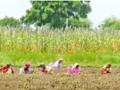 जिल्ह्यात दीड लाख हेक्टरवर उन्हाळ कांदा लागवड - Marathi News | Summer onion cultivation on 1.5 lakh hectares in the district | Latest nashik News at Lokmat.com