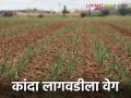 Kanda Lagvad : नाशिकमध्ये कांदा लागवडीला वेग, मजुरीचे दर कसे आहेत, वाचा सविस्तर  - Marathi News | Latest News Onion cultivation is gaining momentum in Nashik, check labor rates read in detail | Latest agriculture News at Lokmat.com
