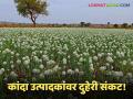 Kanda Market : कांदा उत्पादक दुहेरी संकटात; भाव पडले, बीजोत्पादन धोक्यात - Marathi News | latest news Kanda Market: Onion producers in double crisis; Prices fall, seed production in danger | Latest agriculture News at Lokmat.com