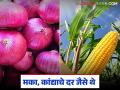 Agriculture News : मागील वर्षी दर चांगले, यंदा मात्र घसरलेले, मका अन् कांद्याला दर काही मिळेना! - Marathi News | Latest News Agriculture News see maka, onion, cotton market todays on diwali | Latest agriculture News at Lokmat.com