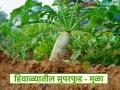 हिवाळ्यात शरीरास फायदेशीर ठरतो मुळा, मात्र 'या' पदार्थांसोबत चुकूनही खाऊ नका! - Marathi News | Latest News Radish is beneficial for body in winter season but don't eat it with 'these' foods | Latest agriculture News at Lokmat.com