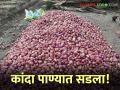 Kanda Nuksan : अवकाळी पावसात कांद्याची दाणादाण, नुकसानभरपाईसाठी शेतकऱ्यांचे निवेदन  - Marathi News | Latest news kanda Nuksan Onion seeds rot in unseasonal rains, farmers file for compensation | Latest agriculture News at Lokmat.com