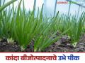 Kanda Crop Management : कांदा बीजोत्पादनाचे उभे पीक असताना असे करा व्यवस्थापन, वाचा सविस्तर  - Marathi News | latest News Kanda Crop management when onion seed production is standing crop, read in detail | Latest agriculture News at Lokmat.com