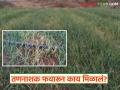 कांद्यासाठी कर्ज काढलं, एखाद्यानं मक्याचं तणनाशक कांद्यावर फवारलं, शेतकऱ्यानं करायचं काय?  - Marathi News | Latest News An unknown person sprayed herbicide on the onion crop in yeola | Latest agriculture News at Lokmat.com