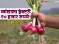 कांदा पिकांचे नुकसान झाल्यास 'या' योजनेतून मिळणार हेक्टरी ९० हजार रुपये नुकसानभरपाई - Marathi News | In case of damage to onion crops, compensation of Rs 90,000 per hectare will be provided through this scheme | Latest agriculture News at Lokmat.com