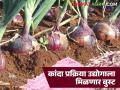 कांदा दरातील चढ-उतारांपासून शेतकऱ्यांना संरक्षण मिळणार; आता प्रक्रिया उद्योगास मिळणार चालना - Marathi News | Farmers will get protection from fluctuations in onion prices; now the processing industry will get a boost | Latest agriculture News at Lokmat.com