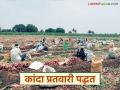 चांगला भाव मिळण्यासाठी कांद्याची प्रतवारी कशी करावी, 'ही' गोष्ट लक्षात ठेवा, वाचा सविस्तर   - Marathi News | Latest Newqs kanda market How to grade onions to get good price read in detail | Latest agriculture News at Lokmat.com