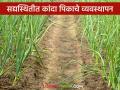 Kanda Crop Management : ढगाळ वातावरणामध्ये कांदा रोपवाटिका व पिकाची घ्यावयाची काळजी, वाचा सविस्तर - Marathi News | Latest News Kanda Crop Management Care to be taken in onion nursery and crop in cloudy weather, read in detail | Latest agriculture News at Lokmat.com