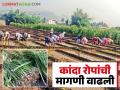 Kanda Lagwad : उन्हाळी कांदा लागवडीची लगबग कांदारोपाला आला सोन्याचा भाव - Marathi News | Kanda Lagwad : Summer onion planting season starting get good price for onion seedlings | Latest agriculture News at Lokmat.com