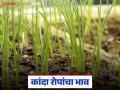 Kanda Rope Rate : कांदा रोपांच्या किंमती 25 ते 30 हजार रुपये पायलीपर्यंत, हेक्टरी उत्पादनही घटले..  - Marathi News | Latest News kanda rope kimati Prices of onion seedlings have increased to Rs 25 to Rs 30 thousand | Latest agriculture News at Lokmat.com