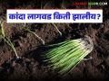 'या' भागात उन्हाळ कांद्याची आतापर्यंत 23 टक्के लागवड, तुमच्याकडे किती झालीय लागवड? - Marathi News | Latest News 23 percent of summer onions have been planted in yeola taluka | Latest agriculture News at Lokmat.com