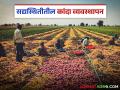 Kanda Kadhani : जर तुमचे कांदा पीक 90 दिवसांच्या अवस्थेत असेल, तर... वाचा सविस्तर  - Marathi News | Latest News Kanda Kadhani Onion Crop Management If your onion crop is at the 90-day stage Read in detail | Latest agriculture News at Lokmat.com