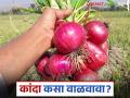 साठवणुकीत कांद्याला मोड येऊ नये म्हणून करा हा सोपा उपाय? वाचा सविस्तर - Marathi News | Follow this simple solution to prevent onions from sprouting during storage? Read in detail | Latest agriculture News at Lokmat.com