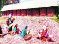 कांद्याला १६०० रुपये भाव - Marathi News |  Onion price of 1600 | Latest nashik News at Lokmat.com