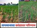 Agriculture News : तापमानामुळे कांदा उत्पादनात 40 टक्के घट येण्याची शक्यता, शेतकरी चिंतेत  - Marathi News | Latest News Agriculture News Temperatures may reduce onion production by 40 percent in nashik district | Latest agriculture News at Lokmat.com