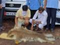 बिबट्याच्या कातडी तस्करी प्रकरणी आणखीन चौघांना अटक, मोठे रॅकेट उघड होण्याची शक्यता - Marathi News | Four more arrested in leopard skin smuggling case, big racket likely to be exposed | Latest sindhudurga News at Lokmat.com