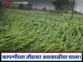 Unseasonal Rain : अवकाळीचा कहर! कापणीच्या तोंडावर गहू-हरभरा उद्ध्वस्त वाचा सविस्तर - Marathi News | latest news Unseasonal Rain: Unseasonal rain wreaks havoc! Wheat and gram destroyed on the eve of harvest Read in detail | Latest agriculture News at Lokmat.com